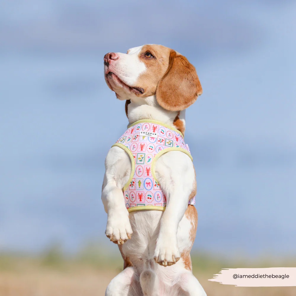 Dolce Vita Adjustable Neck HARNESS - Image 24