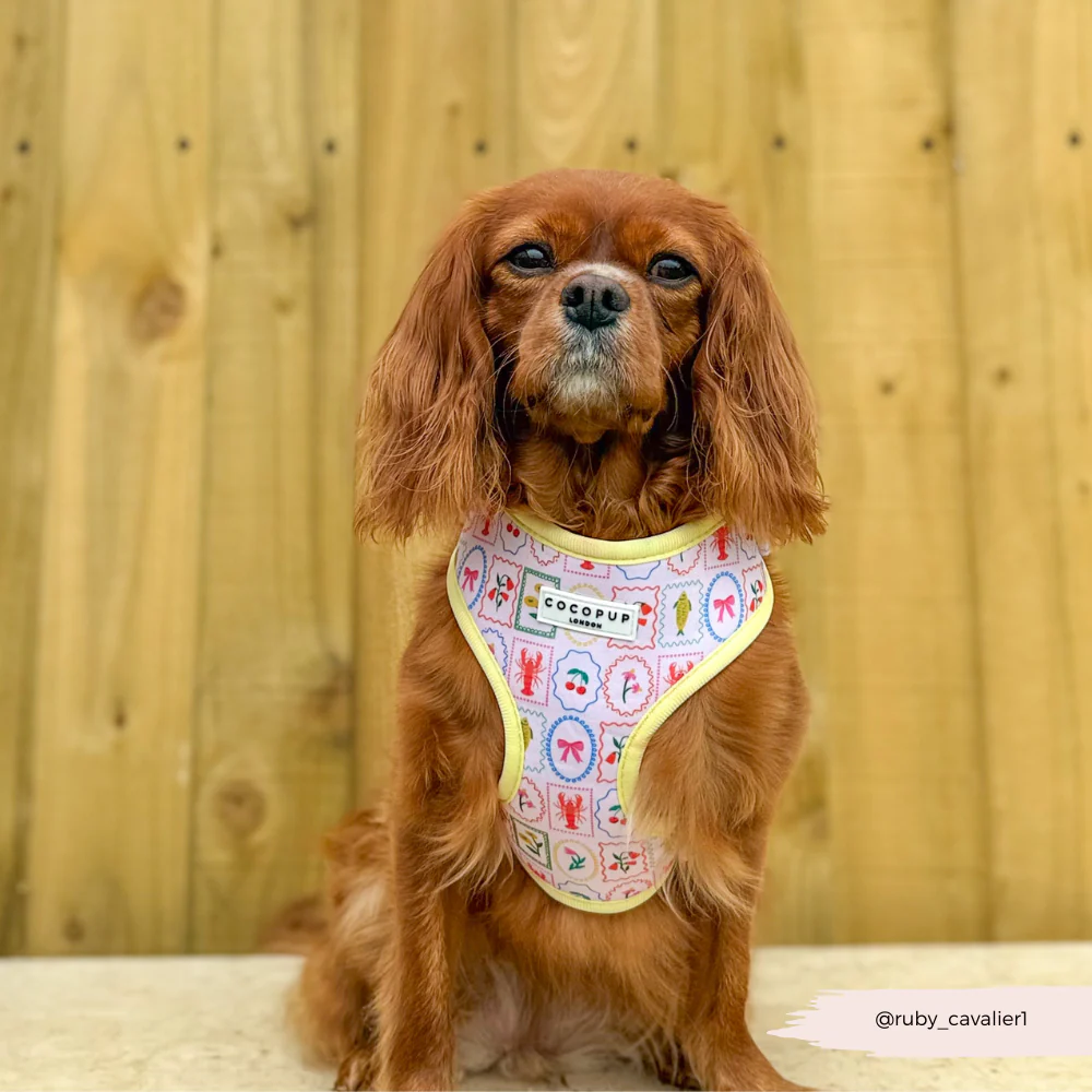 Dolce Vita Adjustable Neck HARNESS - Image 26