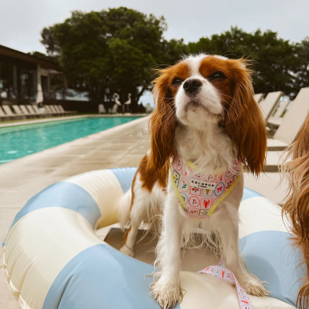 Dolce Vita Adjustable Neck HARNESS - Image 27