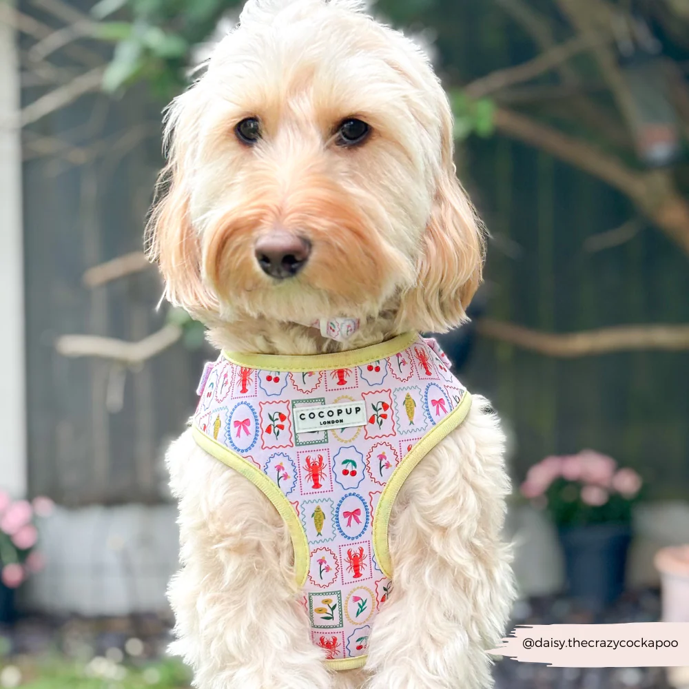 Dolce Vita Adjustable Neck HARNESS - Image 28