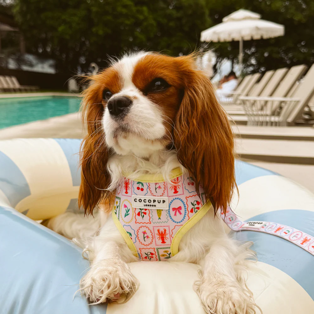 Dolce Vita Adjustable Neck HARNESS - Image 29