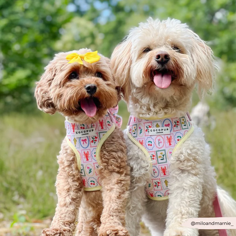 Dolce Vita Adjustable Neck HARNESS - Image 30