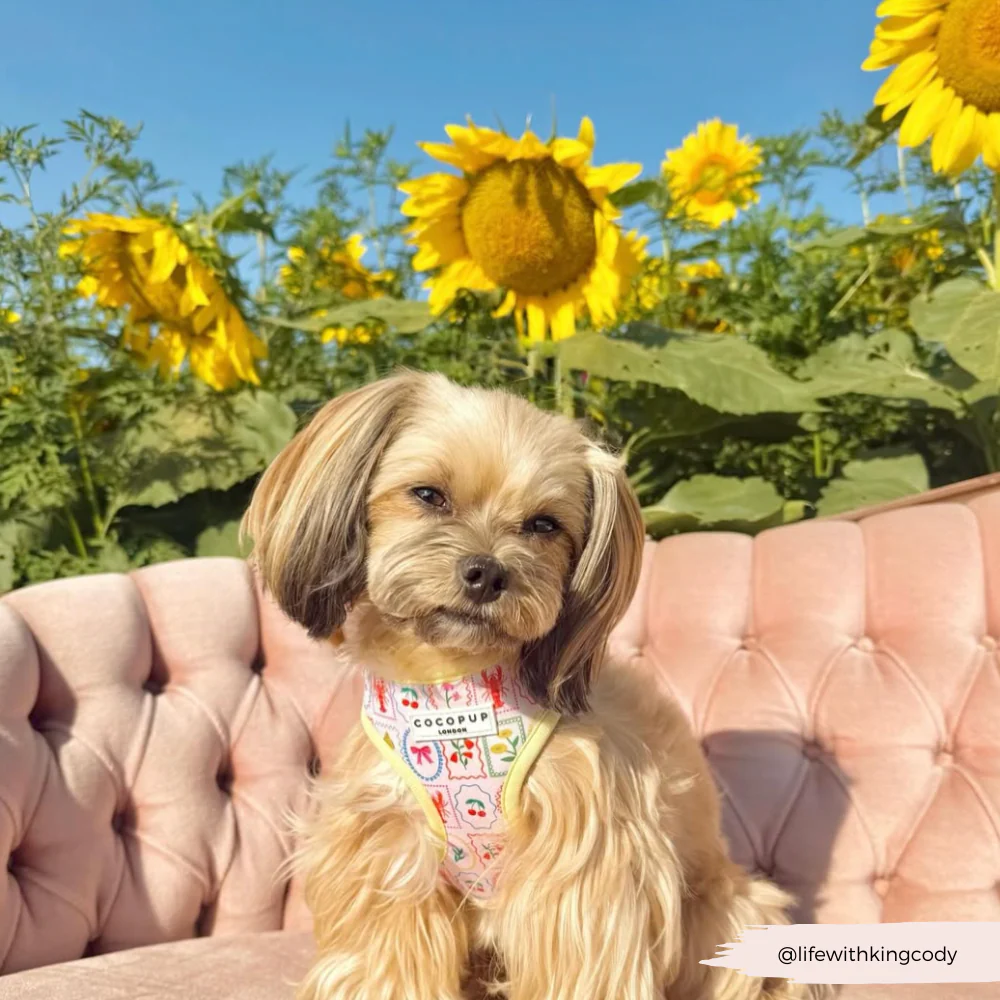 Dolce Vita Adjustable Neck HARNESS - Image 31