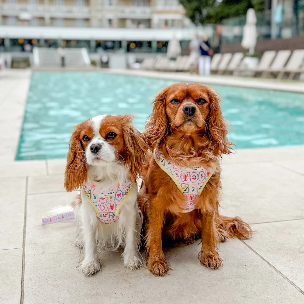 Dolce Vita Adjustable Neck HARNESS - Image 8