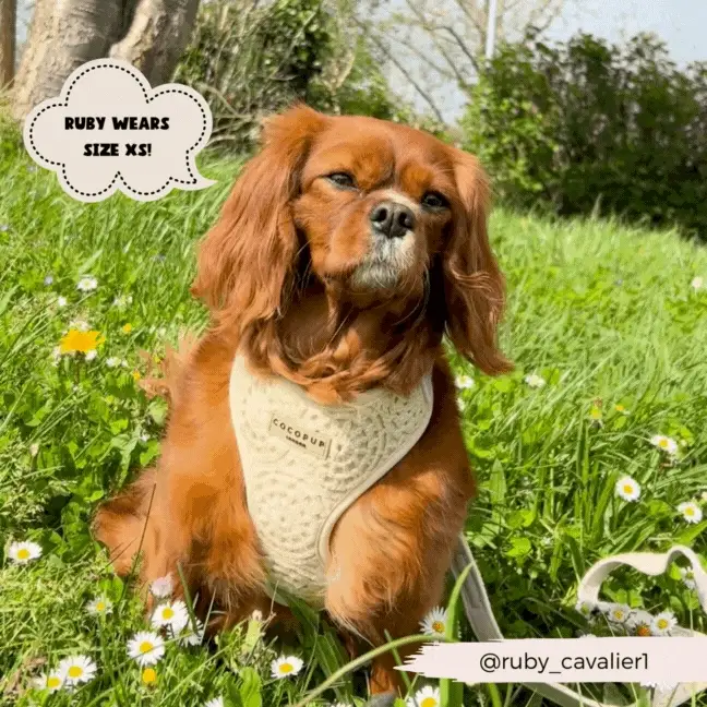 Festival Crochet Adjustable Neck HARNESS - Image 26