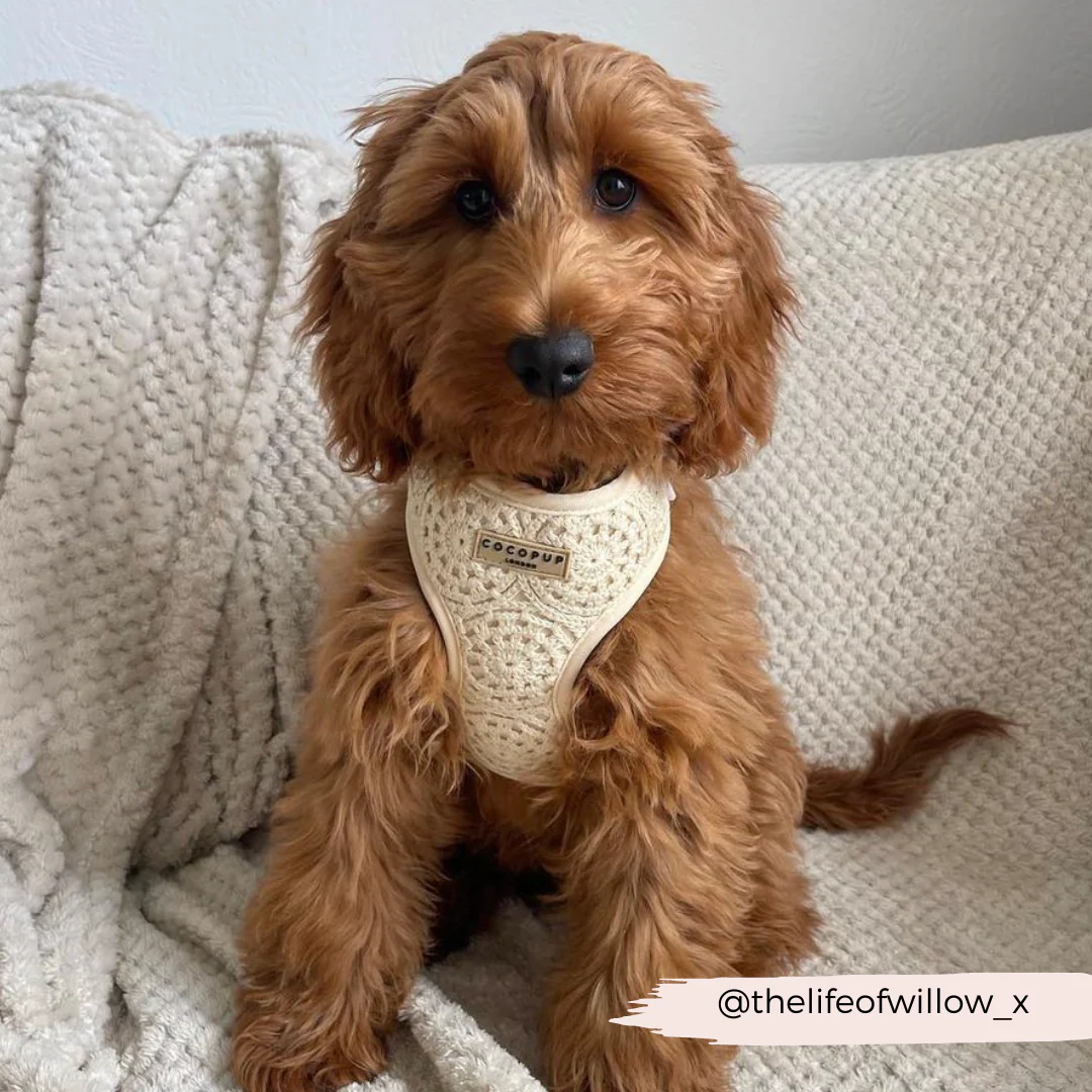 Festival Crochet Adjustable Neck HARNESS - Image 35