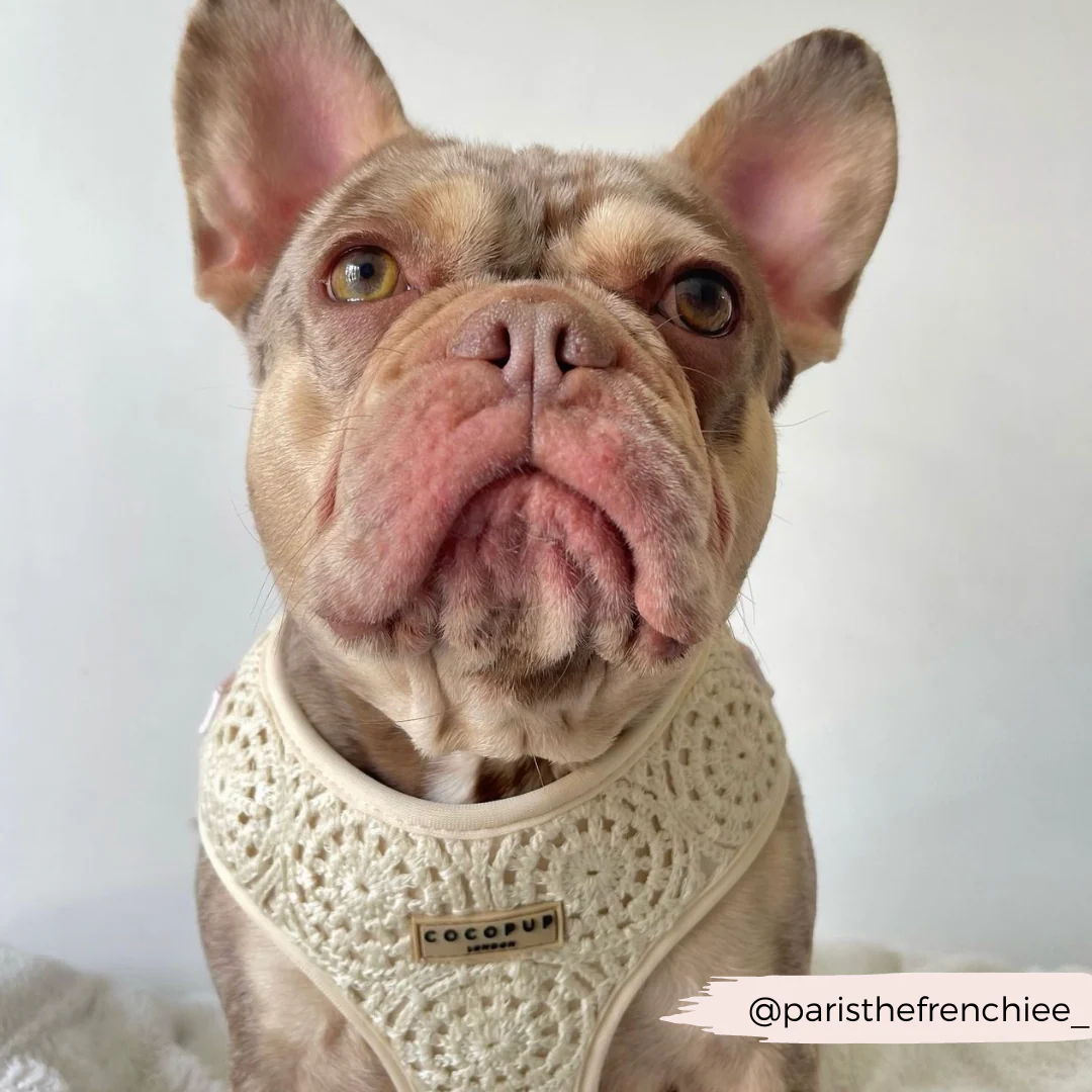 Festival Crochet Adjustable Neck HARNESS - Image 36