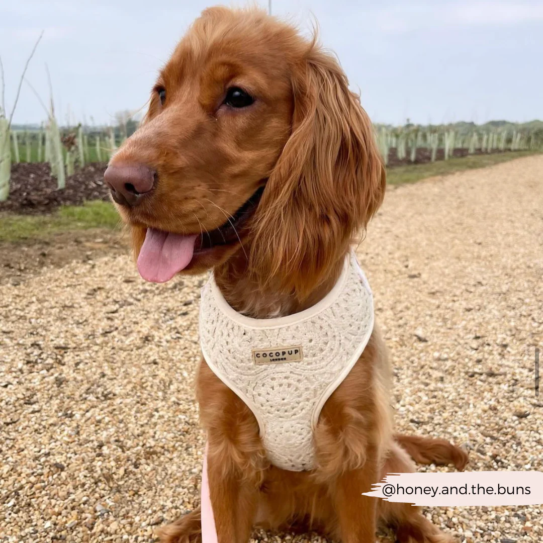 Festival Crochet Adjustable Neck HARNESS - Image 40