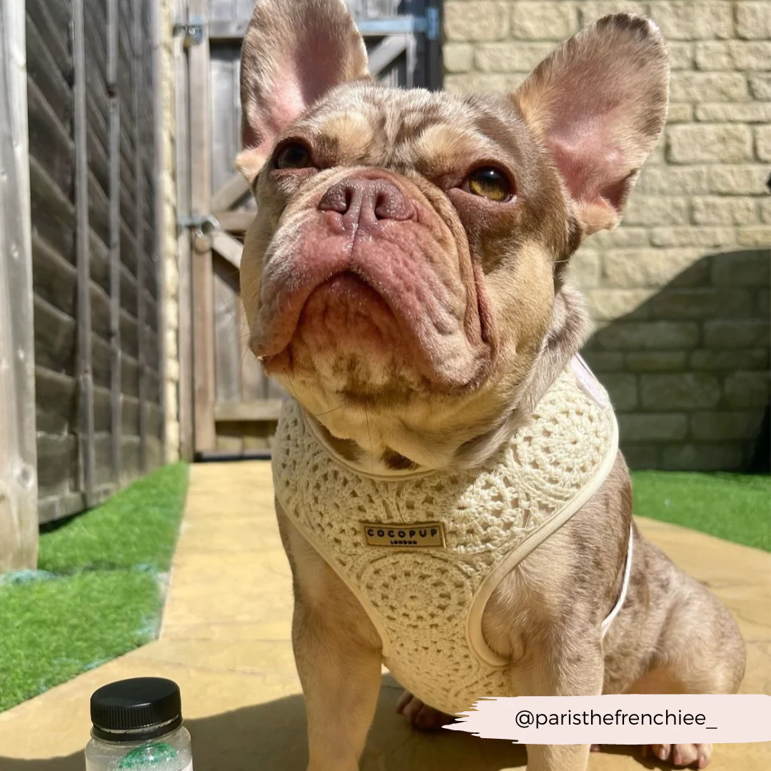 Festival Crochet Adjustable Neck HARNESS - Image 42