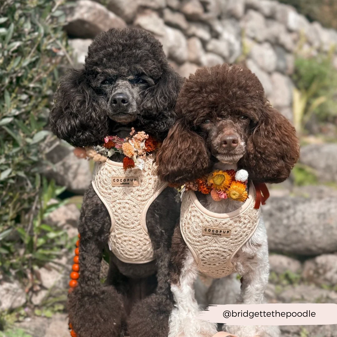 Festival Crochet Adjustable Neck HARNESS - Image 43