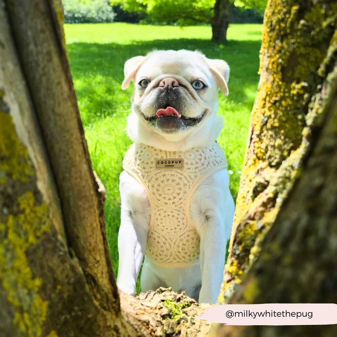 Festival Crochet Adjustable Neck HARNESS - Image 44