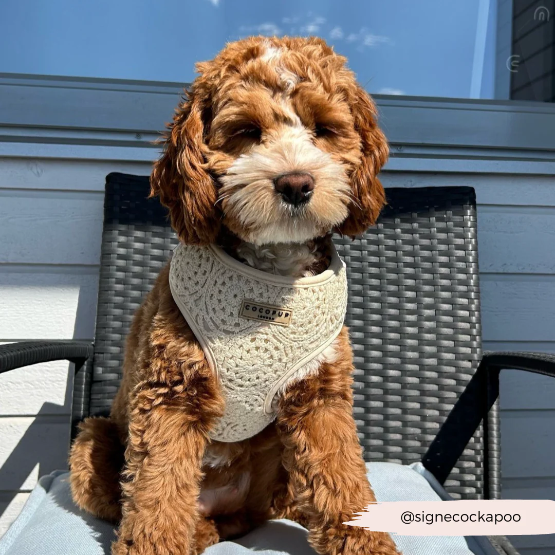 Festival Crochet Adjustable Neck HARNESS - Image 46