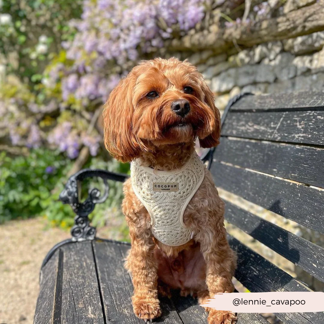 Festival Crochet Adjustable Neck HARNESS - Image 47