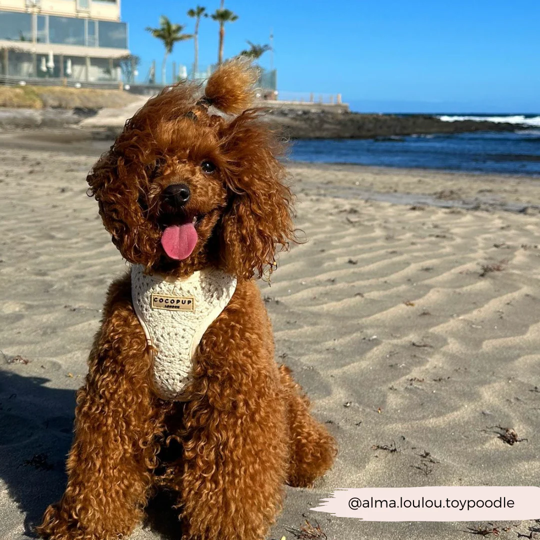 Festival Crochet Adjustable Neck HARNESS - Image 49