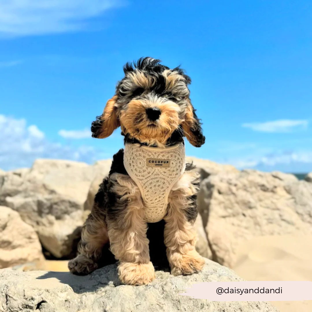 Festival Crochet Adjustable Neck HARNESS - Image 50