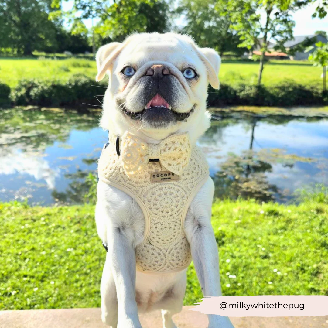 Festival Crochet Adjustable Neck HARNESS - Image 51