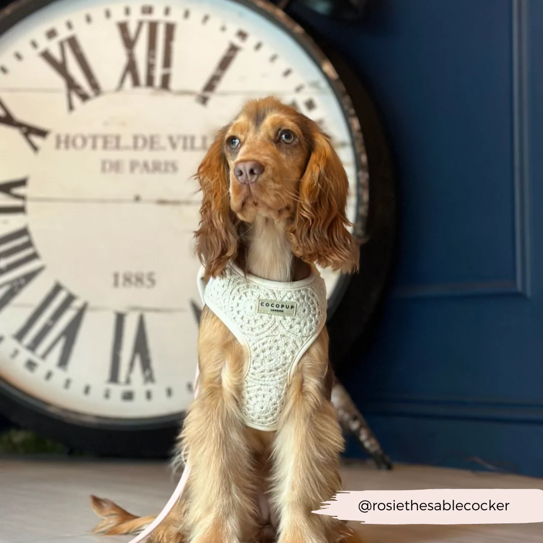 Festival Crochet Adjustable Neck HARNESS - Image 54