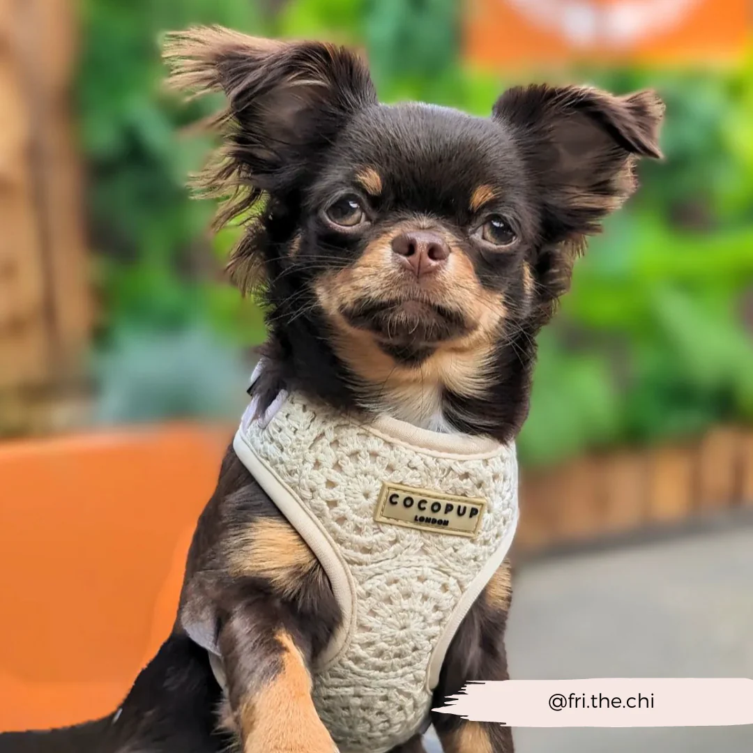 Festival Crochet Adjustable Neck HARNESS - Image 55