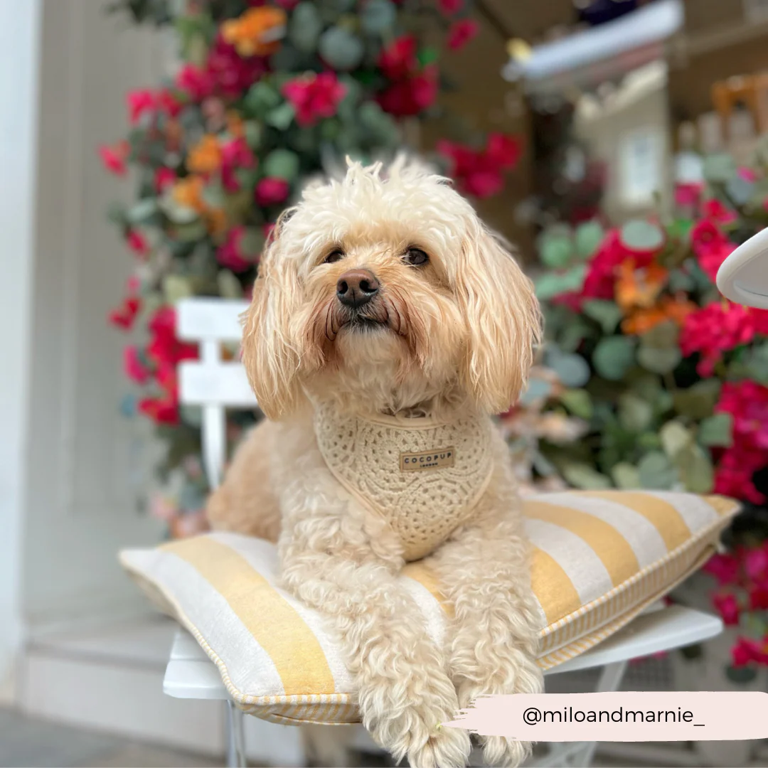 Festival Crochet Adjustable Neck HARNESS - Image 57