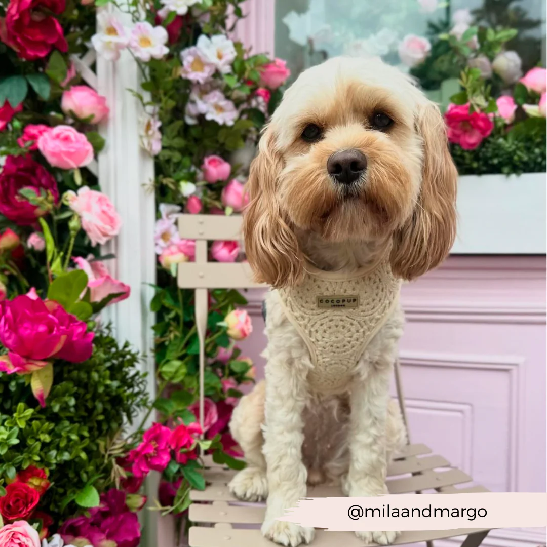 Festival Crochet Adjustable Neck HARNESS - Image 58