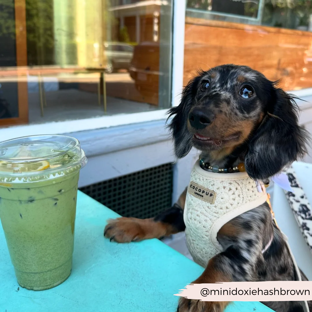 Festival Crochet Adjustable Neck HARNESS - Image 59