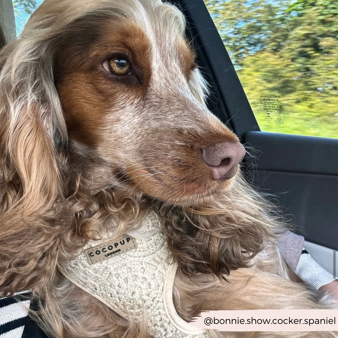 Festival Crochet Adjustable Neck HARNESS - Image 62