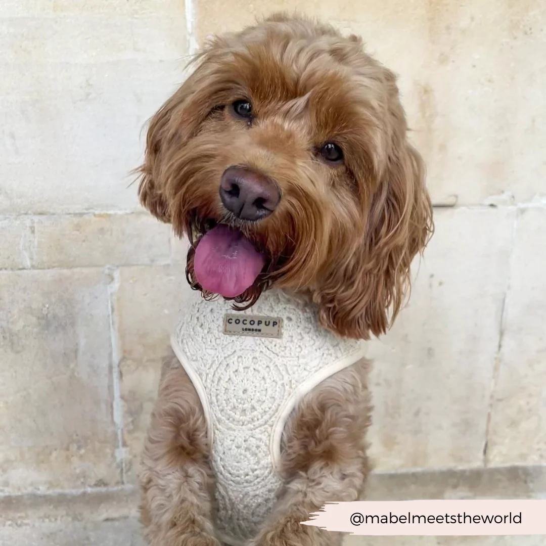 Festival Crochet Adjustable Neck HARNESS - Image 63