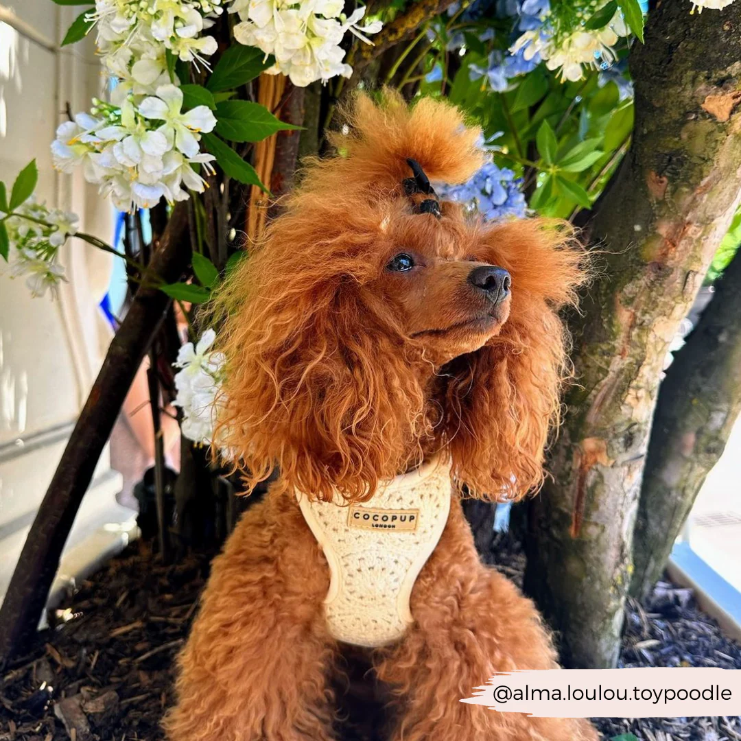 Festival Crochet Adjustable Neck HARNESS - Image 66