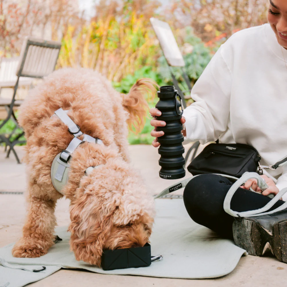 Foldable Travel Bowl - Black - Image 6