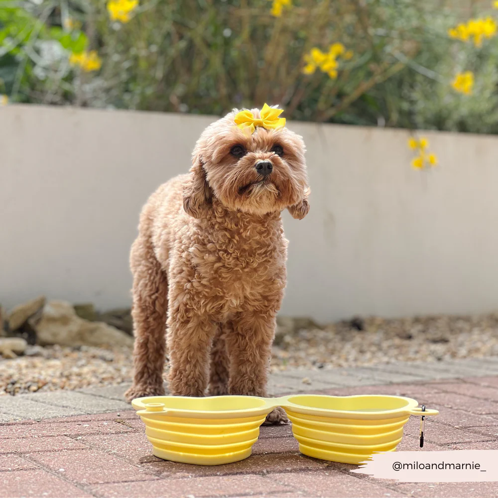 Heart Collapsible Bowl - Butter Yellow - Image 10