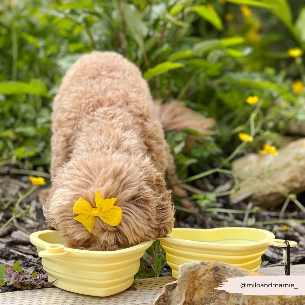 Heart Collapsible Bowl - Butter Yellow - Image 11