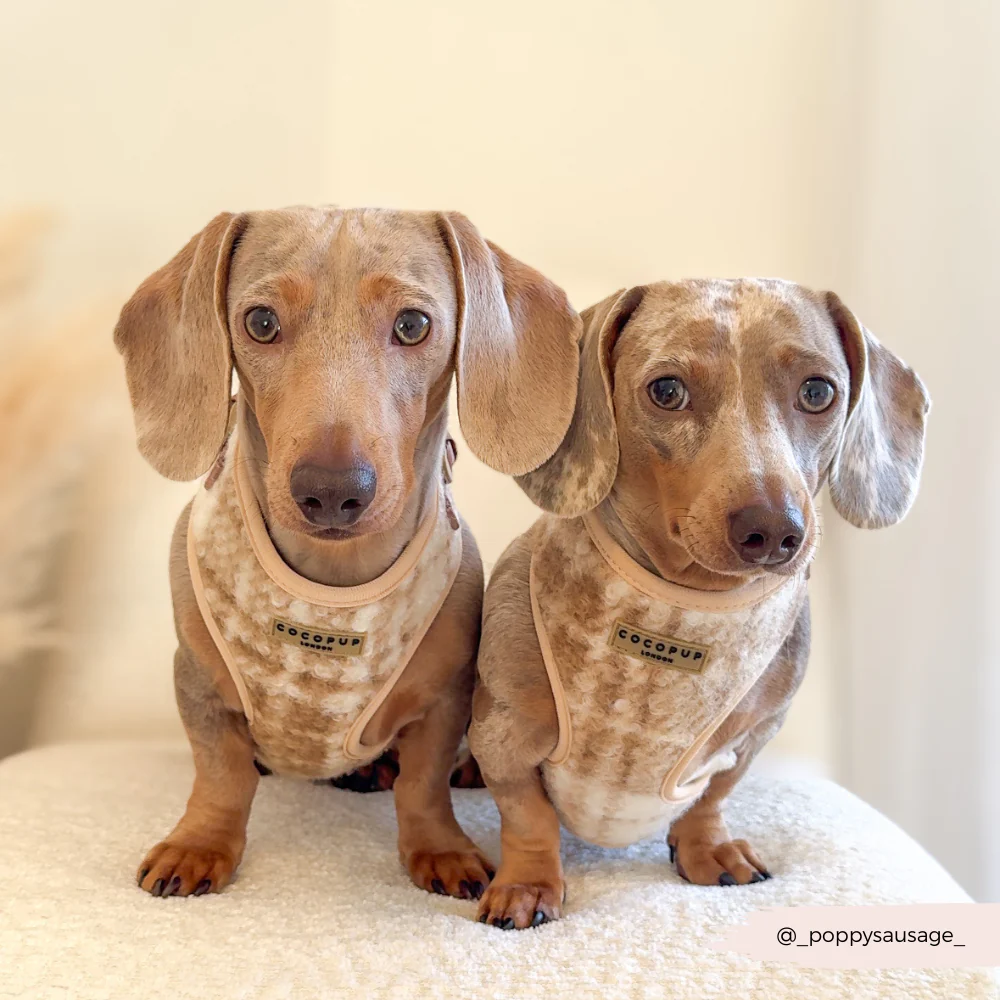 Highland Fleece Adjustable Neck HARNESS - Oatmeal - Image 15