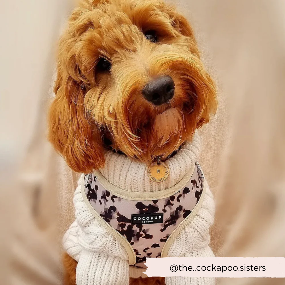 Ivory Tort Adjustable Neck HARNESS - Image 10