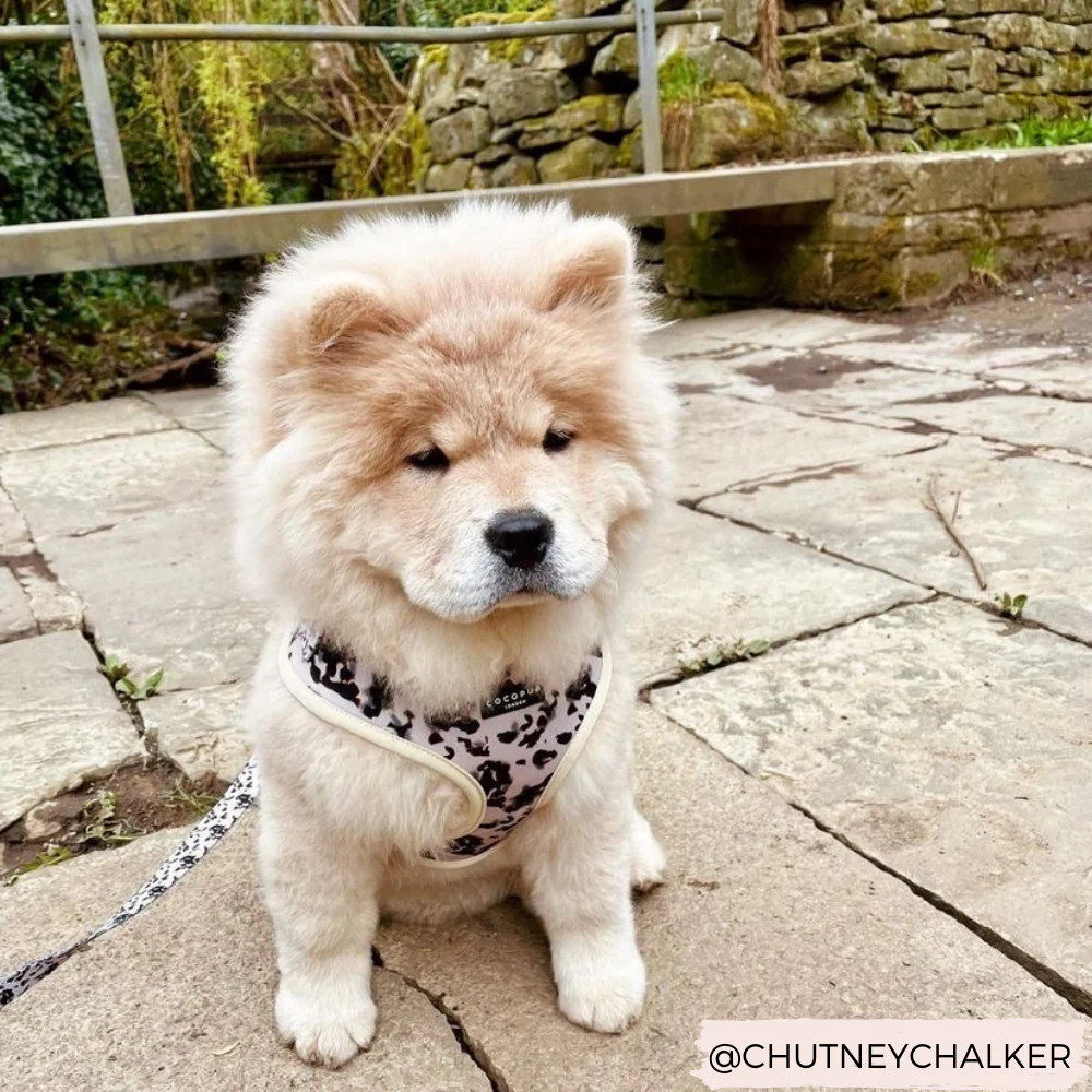 Ivory Tort Adjustable Neck HARNESS - Image 11