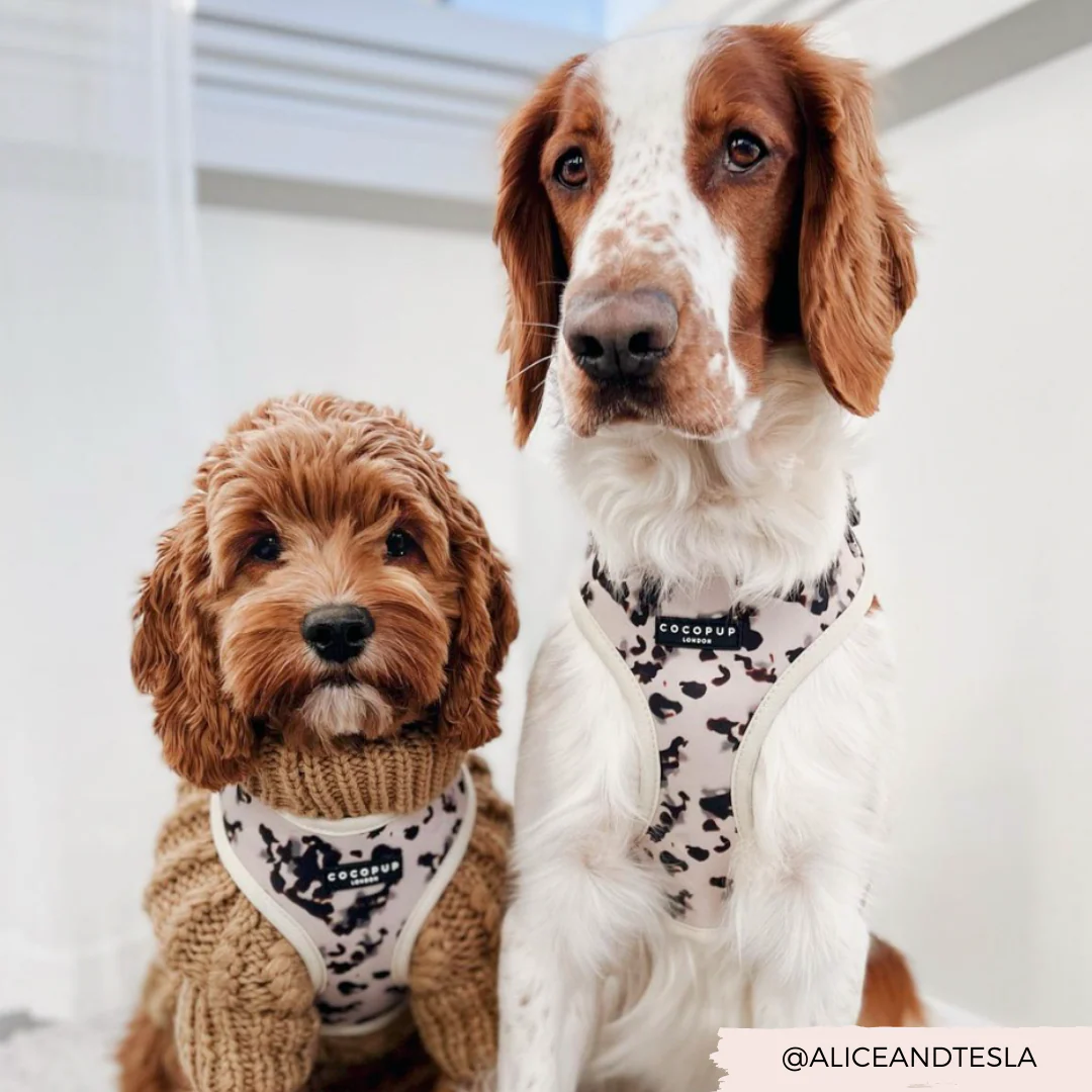 Ivory Tort Adjustable Neck HARNESS - Image 13