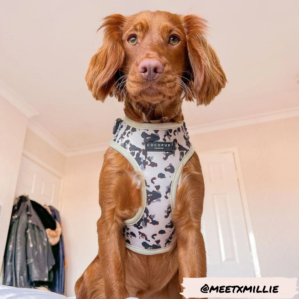 Ivory Tort Adjustable Neck HARNESS - Image 14