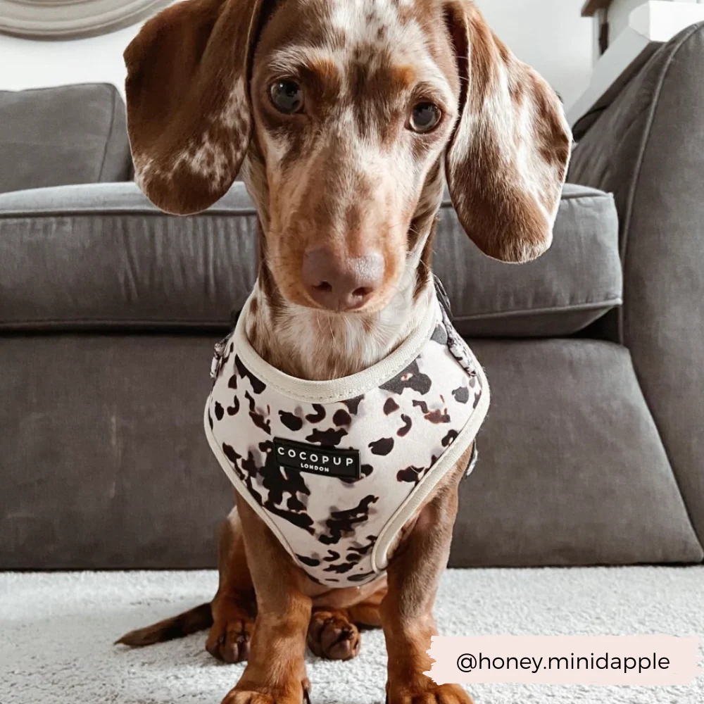 Ivory Tort Adjustable Neck HARNESS - Image 15