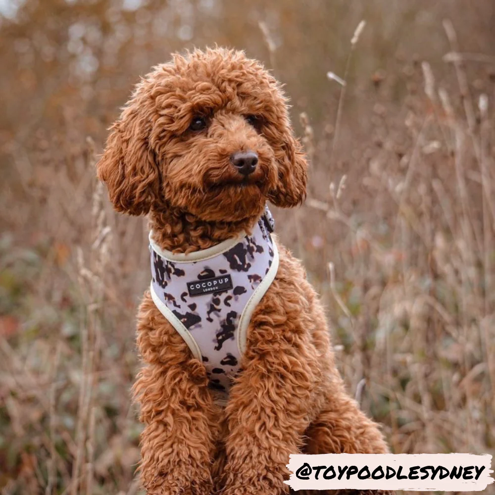 Ivory Tort Adjustable Neck HARNESS - Image 16