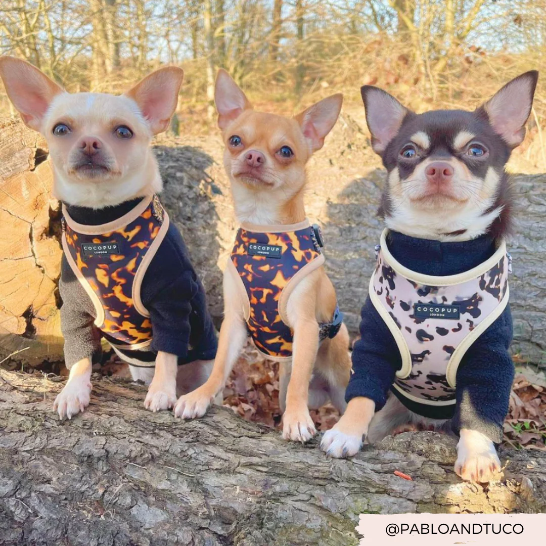 Ivory Tort Adjustable Neck HARNESS - Image 17