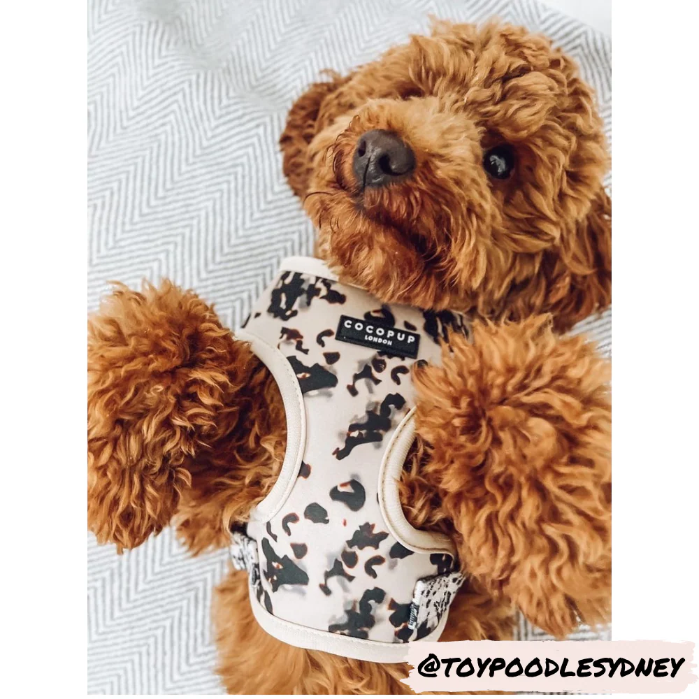 Ivory Tort Adjustable Neck HARNESS - Image 18