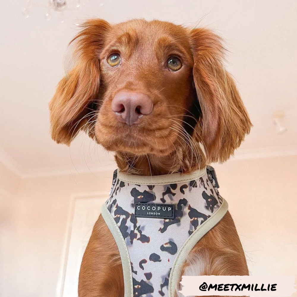 Ivory Tort Adjustable Neck HARNESS - Image 20