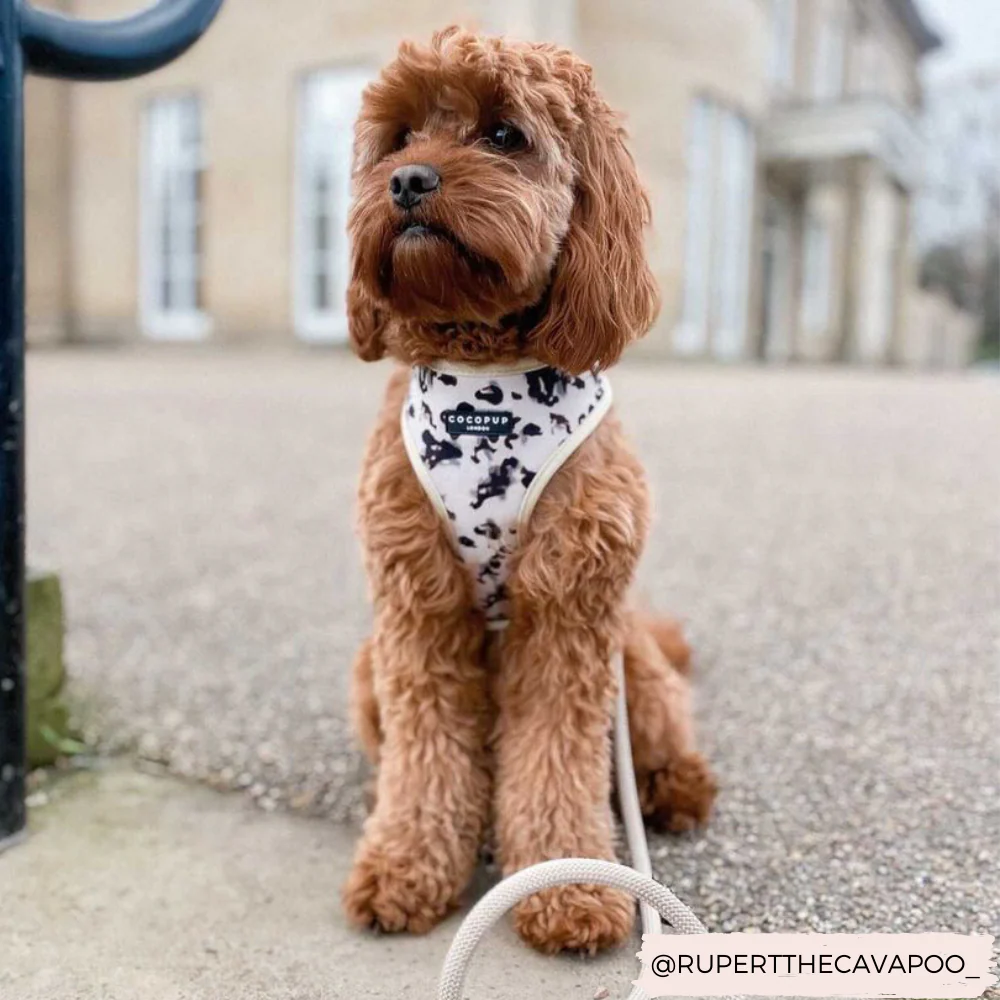 Ivory Tort Adjustable Neck HARNESS - Image 22