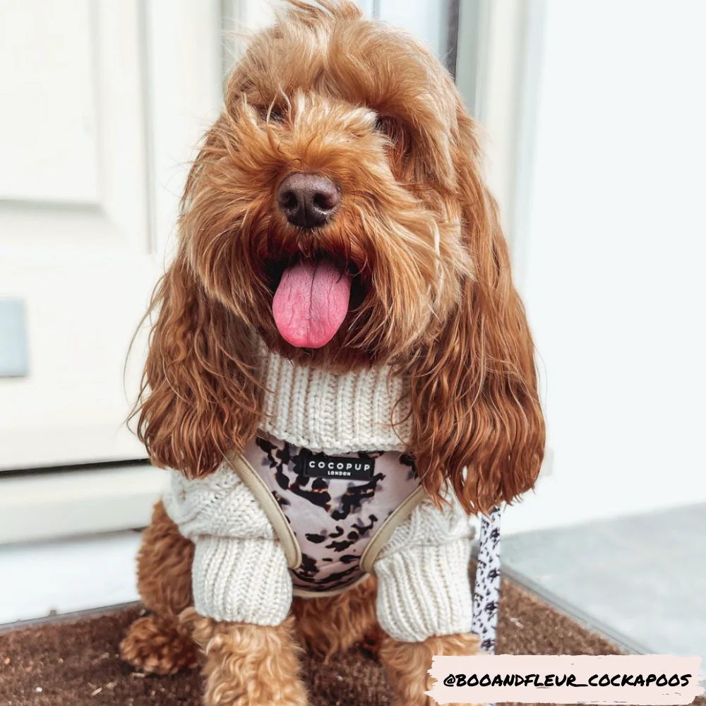 Ivory Tort Adjustable Neck HARNESS - Image 23