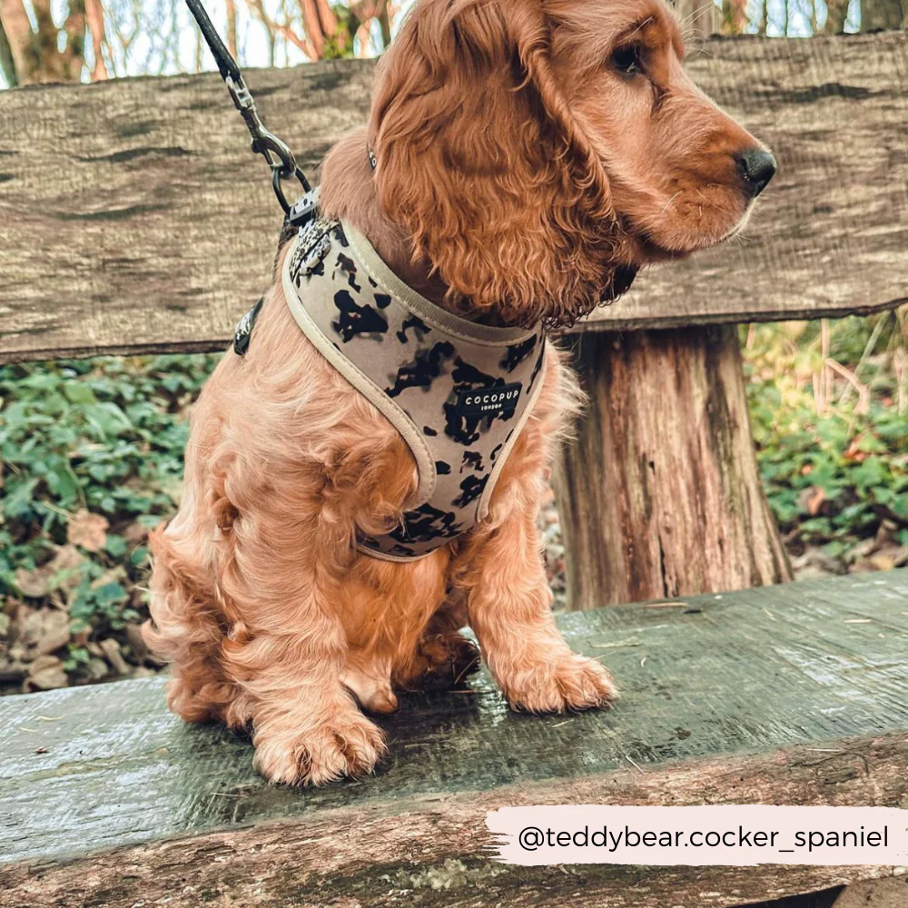 Ivory Tort Adjustable Neck HARNESS - Image 24