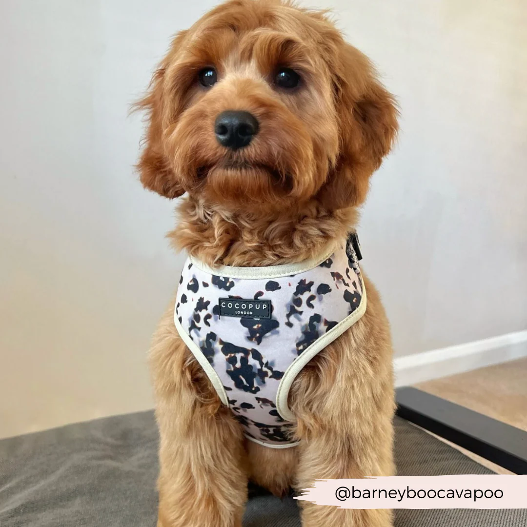 Ivory Tort Adjustable Neck HARNESS - Image 26