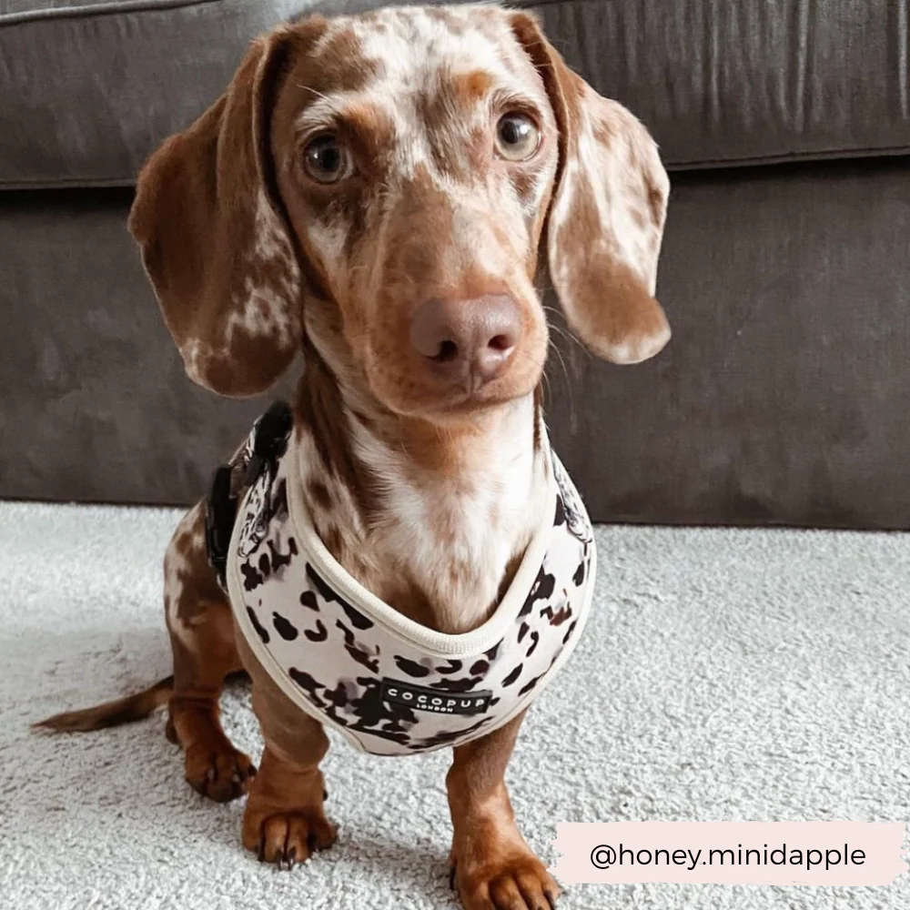 Ivory Tort Adjustable Neck HARNESS - Image 4