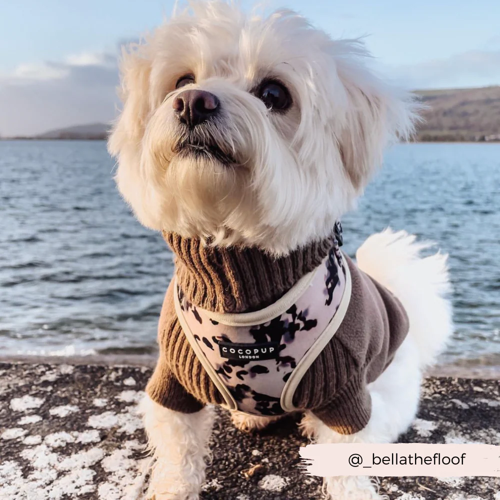 Ivory Tort Adjustable Neck HARNESS - Image 5