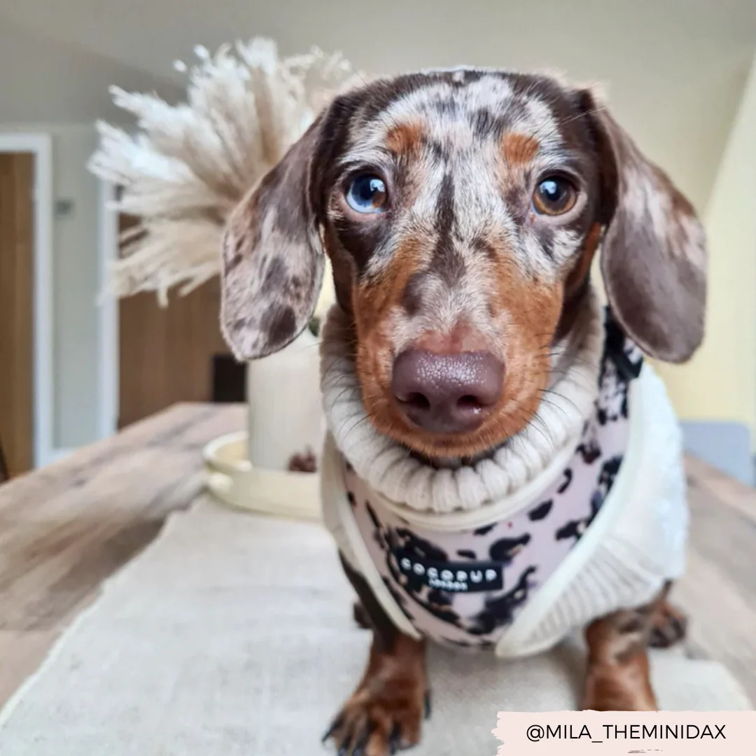 Ivory Tort Adjustable Neck HARNESS - Image 7