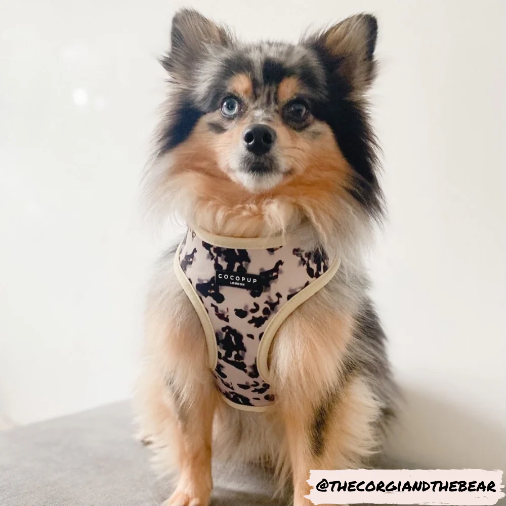 Ivory Tort Adjustable Neck HARNESS - Image 9