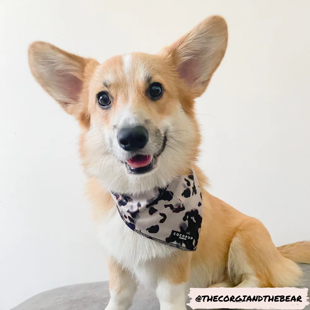 Ivory Tort Bandana - Image 3